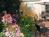 Morning Glory Inn::BedAndBreakfast.com