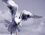 Tn-gull1