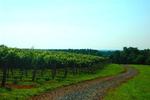 Jefferson Vineyards::Virginia.org