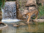 Point Defiance Zoo & Aquarium