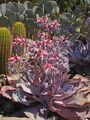 Los Angeles County Arboretum