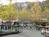 Dollywood::ThrillNetwork.com