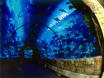Coral Reef Lounge