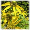 DANIEL BOONE NATIVE GARDENS