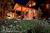 Pinky-south-lake-tahoe-california-lodging-blackbearinn