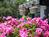 The Del Monte Pines::Orbitz