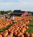 Bishop's Orchards::Visitnewhaven.com