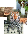 Hattieburg Zoo at Kamper Park