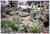 The Jackson Rose Bed & Breakfast::BedAndBreakfast.com