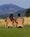 Skamania Lodge::Priceline.com