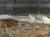 Paynes Prairie State Preserve::TripAdvisor