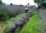 Lavender Creek Farm
