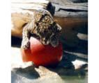 Feline Conservation Center