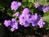 Missouri Botanical Garden from Mobot.org