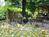 The Woodbine Inn::BedAndBreakfast.com