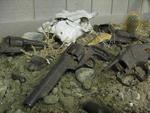 Cody Dug Up Gun Museum::Cody Dug Up Gun Museum