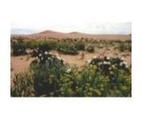 Cadiz Dunes Wilderness