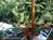 Emeraldview Guesthouse::BedAndBreakfast.com