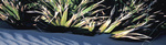 Tn-sawpalmcrop