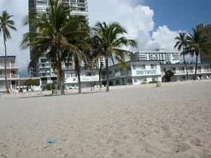 Driftwood On The Ocean::TripAdvisor
