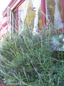 Reed Ranchero::BedAndBreakfast.com