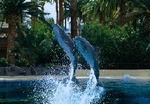 Siegfried & Roy's Secret Garden and Dolphin Habitat::Yahoo! Travel