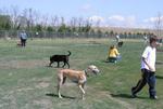 Dog Park/Fido Field