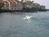 Kona Tiki::TripAdvisor