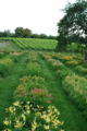Amador Flower Farm