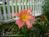 The Fig Tree::BedAndBreakfast.com