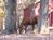 The Quarter Horse Inn::BedAndBreakfast.com