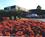 Westgate Grenelefe::ProfessionalTravelGuide.com