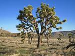Motel 6 Twentynine Palms