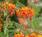 Resort Suites of Scottsdale::Orbitz