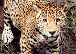 Tn-jaguar