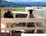 The Farm