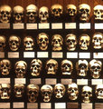 Mutter Museum
