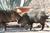 Mi Gatita Bed & Breakfast::BedAndBreakfast.com