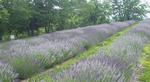 Lavender Hills of Kentucky, LLC::Lavenderhillsofkentucky.com