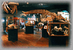 Whale Museum::Whale-museum.org