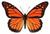 Monarch Butterfly Grove::Monarchbutterfly.org