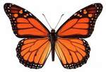 Monarch Butterfly Grove