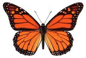 Monarch Butterfly Grove::Monarchbutterfly.org