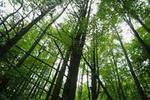 Mohawk Trail State Forest