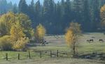 Greenhorn Creek Guest Ranch