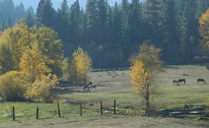 Greenhorn Creek Guest Ranch::CiaoBambino