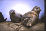 Kayak Connection, Moss Landing