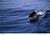 Capistrano Seaside Inn::ProfessionalTravelGuide.com