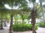 The Palms at Pelican Cove