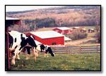 Farm Sanctuary